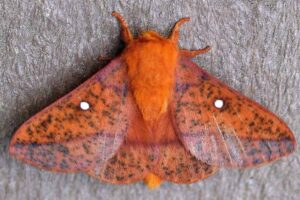 spiny-oakworm-moth