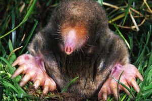 star-nosed-mole