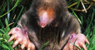 star-nosed-mole