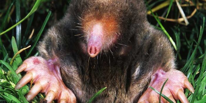 star-nosed-mole