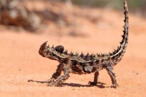 10 Most Amazing Animals with Spikes - Depth World