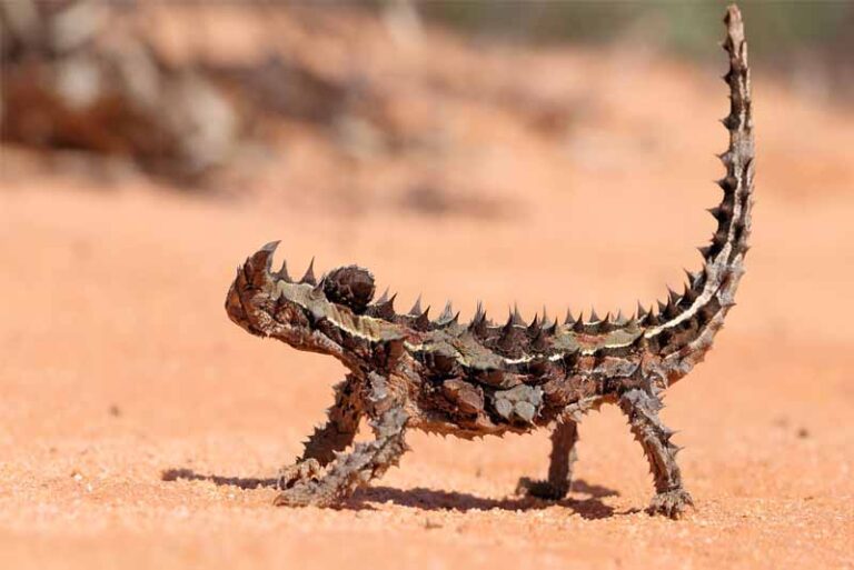devil horn spike deer