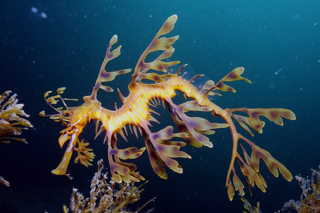 Thorny Sea Dragon