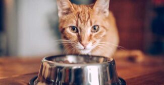 10-bad-foods-for-your-cat