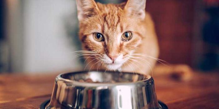 10-bad-foods-for-your-cat