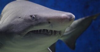10-crazy-facts-about-sharks
