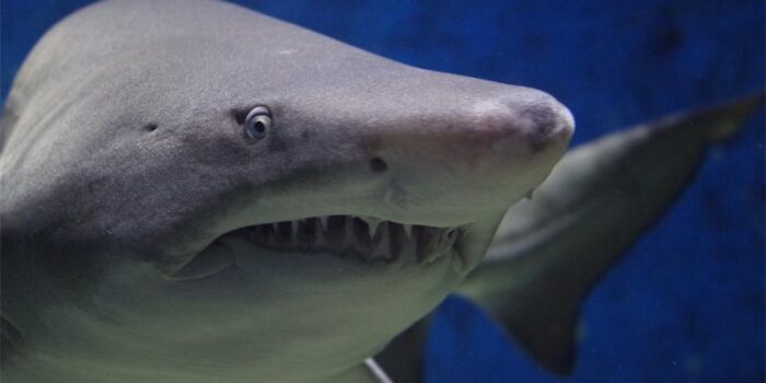 10-crazy-facts-about-sharks