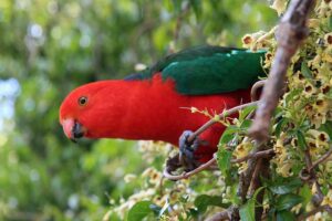 australian-king-parrot