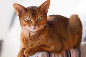 abyssinian