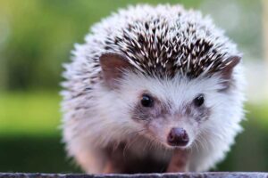 african-pygmy-hedgehog