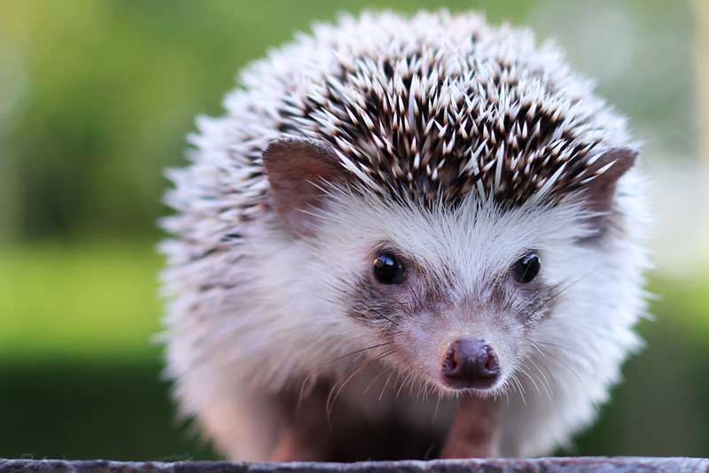 10 Weirdest Pets In The World Depth World 10 Weirdest Pets In The World Depth World