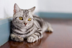 american-shorthair