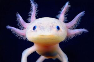 Axolotl
