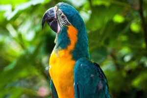 blue-throated-macaw