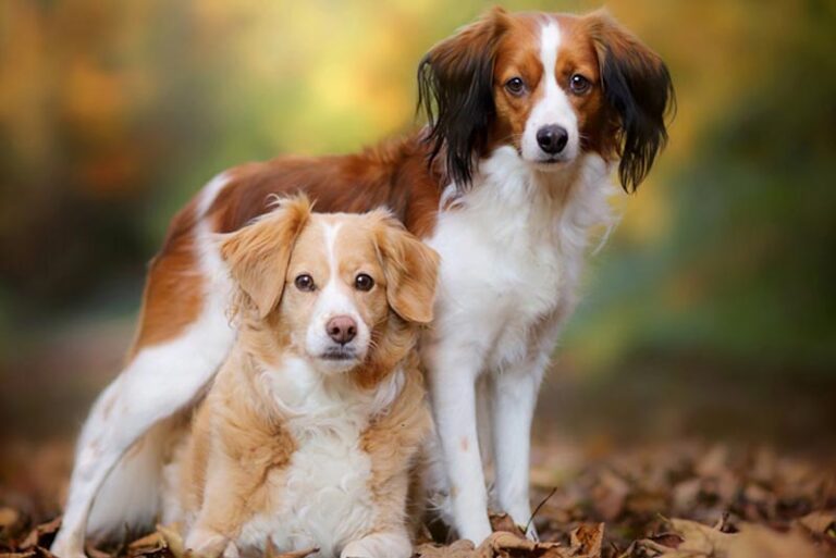 10 Best Hunting Dog Breeds in the World Depthworld