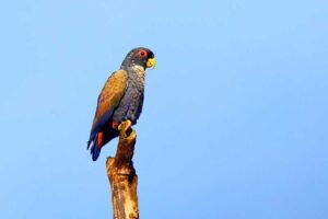 bronze-winged-parrot