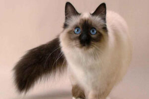 balinese-cat-breed