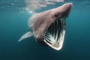 basking-shark