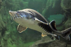 beluga-sturgeon