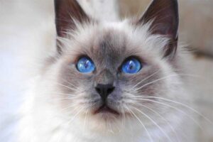 birman