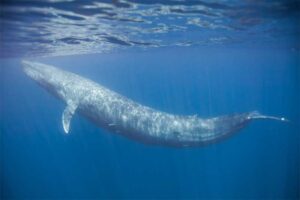 blue-whale