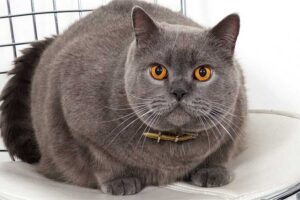 british-shorthair