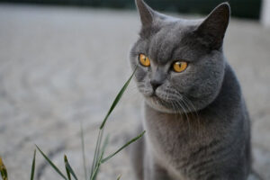 british-shorthair