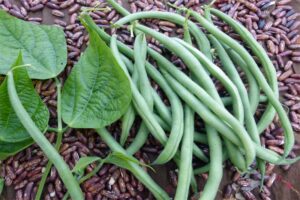 bush-beans