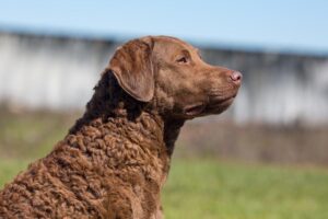 Chesapeake-bay-retriever