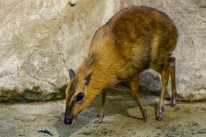 CHEVROTAIN