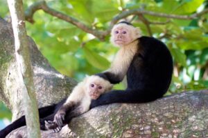 Capuchin Monkeys