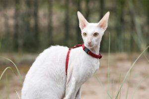 cornish-rex