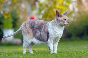 cornish-rex-cat-breed