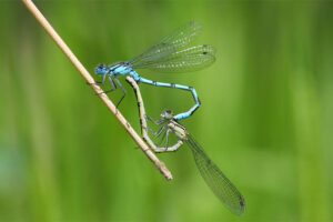 DRAGONFLIES and DAMSELFLIES