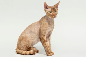 devon-rex