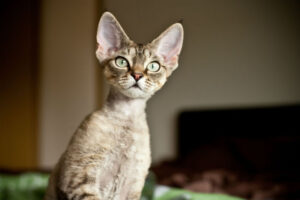 devon-rex-cat-breed