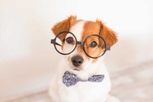 dogs-are-smarter