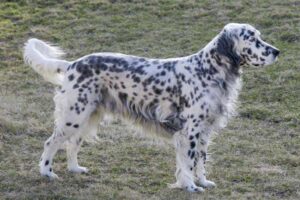 english-setter