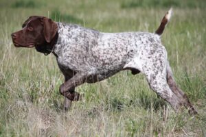 german-short-haired-pointer