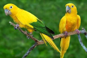 golden-parakeet