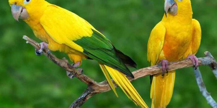 golden-parakeet