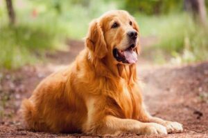 golden-retriever