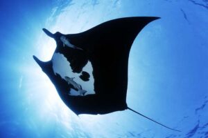 giant-oceanic-manta-ray