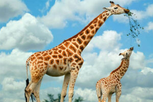 giraffes