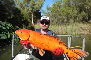 goldie-largest-goldfish