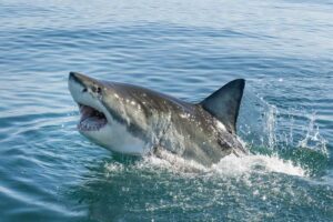 great-white-shark