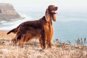 irish-setter