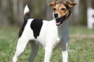 jack-russell-terrier