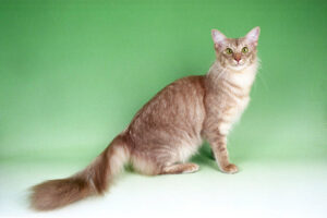 javanese-cat-breed