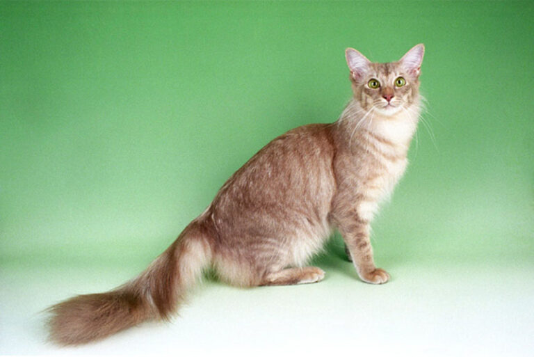 7 Best Hypoallergenic Cat Breeds Depth World